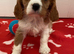 Kc cavalier puppy&rsquo;s available ️️️️️
