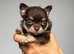 Longhaired Chihuahua puppies / 2 left