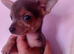 Deposit has been paid on gray puppy and other two have been removed will update accordingly by the 1st June if the gray one was collected or not