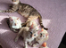 Pure Snow Lynx Bengal Girl, Ready Today!