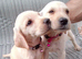 Labrador puppys