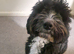 Cockapoo Male Black F1 4 years old