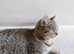 ACTIVE female british shorthair