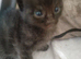 Fluffy dark grey tortoise shell female kitten