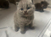 Beautiful bsh
