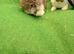Giant French lops
