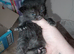 Two kittens looking for there forever home