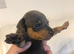 Stunning tiny Blue boy Kc registered
