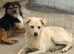 Mixed breed