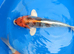 koi HIGH GRADE from &pound;5 to &pound;95