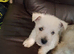 Westie puppies