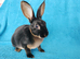 Baby mini rex for sale