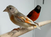 Red Siskin