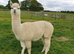 A group of three pretty, easy to handle, female alpacas