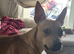 Beautiful female lurcher cross for rehoming