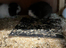 3 Swiss sows for sale