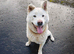 Japanese Akita