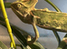 Yemen Chameleon male well handled looking for new home