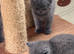 British Shorthair Kittens for Sale