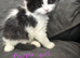 Persian x kittens