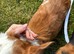 Miniature dachshund