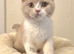 British Shorthair Blue Tortie & Fawn Bicolour Females Available