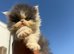 Adorable Persian kittens
