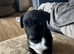 Border Collie long coat X Dalmatian