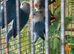 Baby lovebirds Glasgow