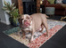 Beautiful old English bulldogs for sale!!!