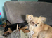 Apple head male chihuahua,