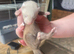 Ferret kits