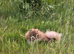 STUD duties RKC proven Lilac male dna health tested