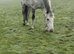 Stunning Grey Gelding 10 years 16.1hh