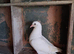 Pigeons for sale