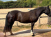 14.2HH COB MARE &ndash; SCHOOLMISTRESS / RIDING SCHOOL TYPE