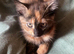 X 3 kittens