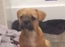 Shih tzu x frenchie