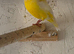 Cinnamon cock for sale