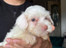 Maltese puppy boys only