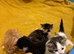 Kittens for sale