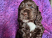 Show type Cocker Spaniel pups