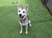 Male husky 7months old