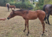 Beautiful Anglo Arab filly foal.
