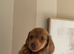 8 week old male puppy looking for his forever home
