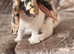 Female lop ear rabbit