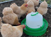 Lemon cuckoo pekin hatching eggs