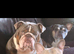 Stunning English bulldog for stud