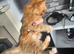 Mixed litter kittens ( ginger females)