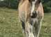 stunning sooty palomino pony